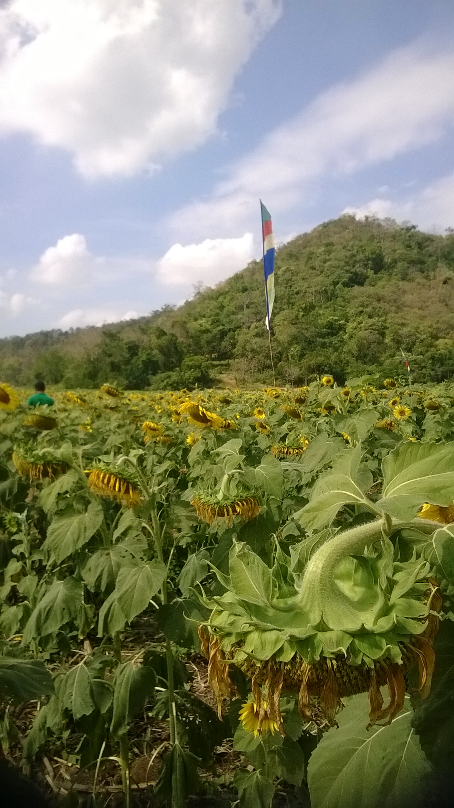 The fields of gold in Lopburi