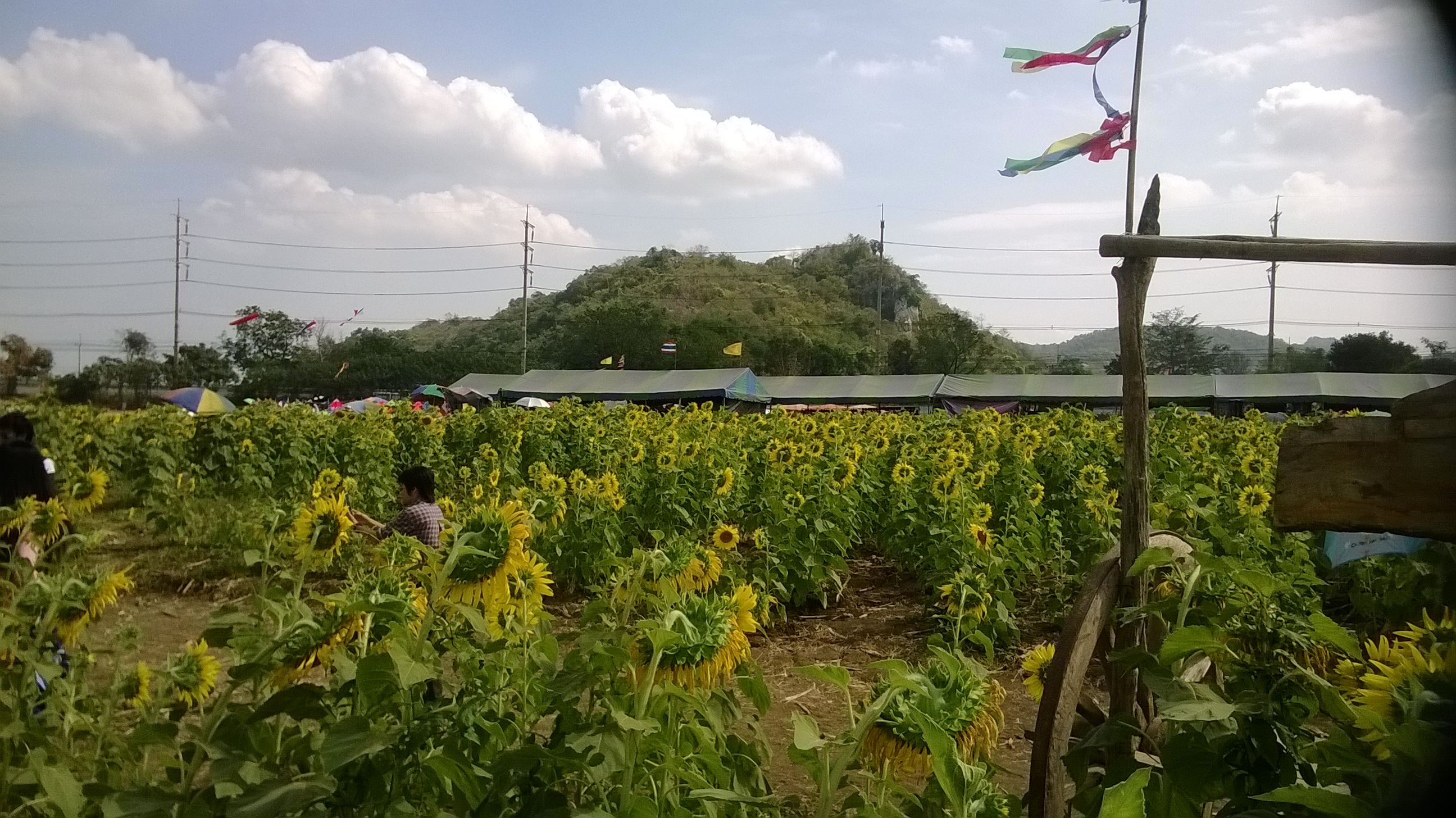 The fields of gold in Lopburi