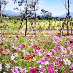 Blooming In Style at PB Valley Winery Khaoyai