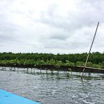 The mangroves of Prasae