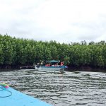 The mangroves of Prasae