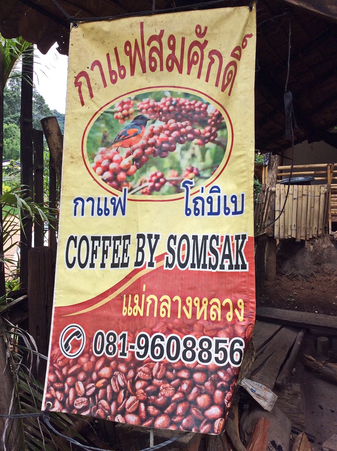 The aromatic trail of hill tribe coffee in Chiang Mai