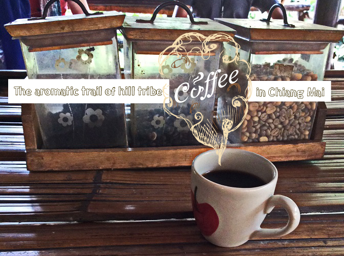 The aromatic trail of hill tribe coffee in Chiang Mai