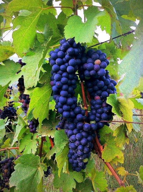 Wine-Grapes-Shiraz-3