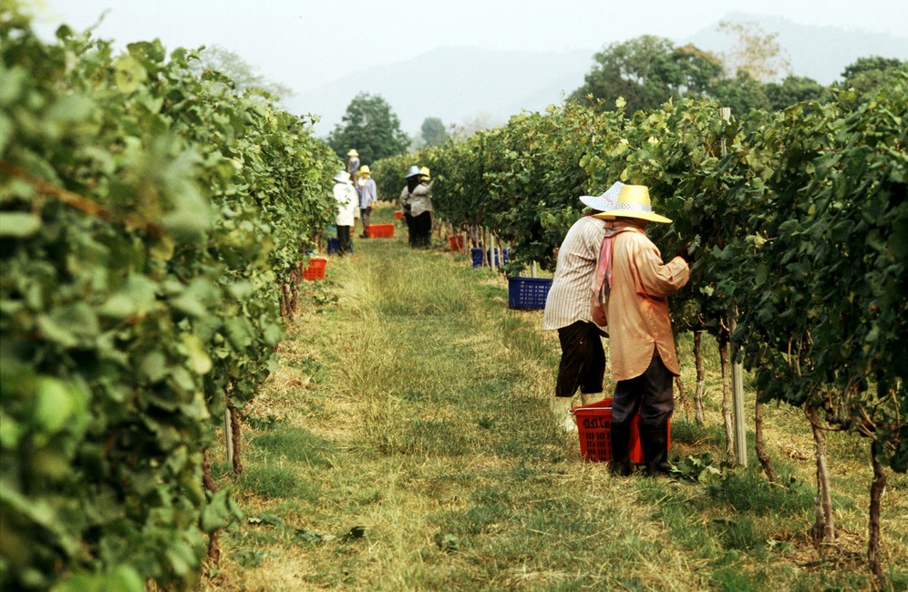 Work-in-the-Vineyards-7