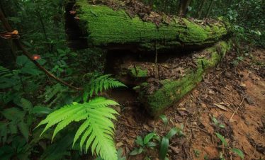 Khao Lak Off Road Safari