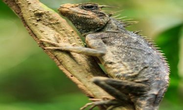 Khao Lak Off Road Safari